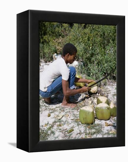 Cutting Coconuts, Barbuda-null-Framed Premier Image Canvas