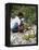 Cutting Coconuts, Barbuda-null-Framed Premier Image Canvas