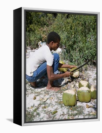 Cutting Coconuts, Barbuda-null-Framed Premier Image Canvas