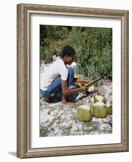 Cutting Coconuts, Barbuda-null-Framed Photographic Print