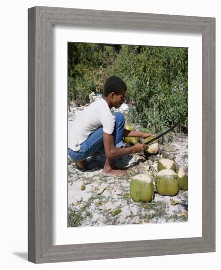 Cutting Coconuts, Barbuda-null-Framed Photographic Print