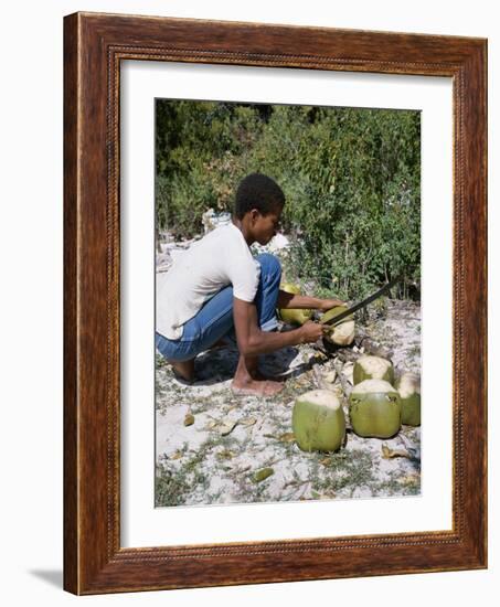 Cutting Coconuts, Barbuda-null-Framed Photographic Print