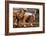 Cutting Horses-Lisa Dearing-Framed Photographic Print