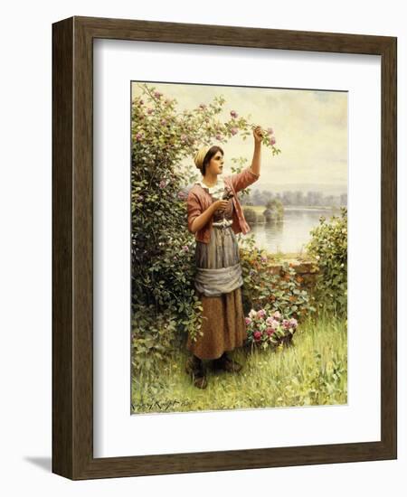 Cutting Roses Along the Seine-Daniel Ridgway Knight-Framed Giclee Print