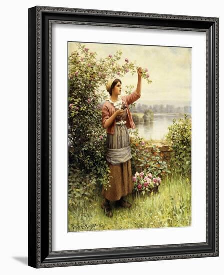 Cutting Roses Along the Seine-Daniel Ridgway Knight-Framed Giclee Print