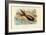 Cuttlefish, 1863-79-Raimundo Petraroja-Framed Giclee Print