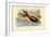 Cuttlefish, 1863-79-Raimundo Petraroja-Framed Giclee Print