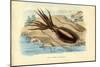 Cuttlefish, 1863-79-Raimundo Petraroja-Mounted Giclee Print