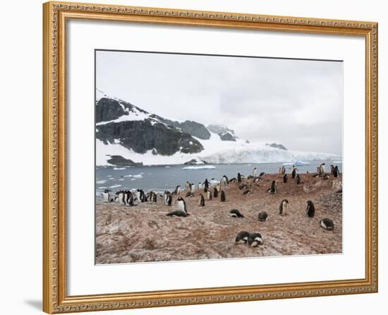Cuverville Island, Antarctic Peninsula, Antarctica, Polar Regions-Robert Harding-Framed Photographic Print