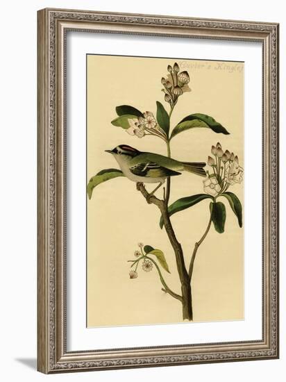 Cuvier's Kinglet-John James Audubon-Framed Art Print