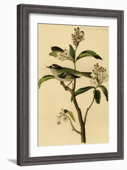 Cuvier's Kinglet-John James Audubon-Framed Art Print