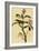 Cuvier's Kinglet-John James Audubon-Framed Art Print