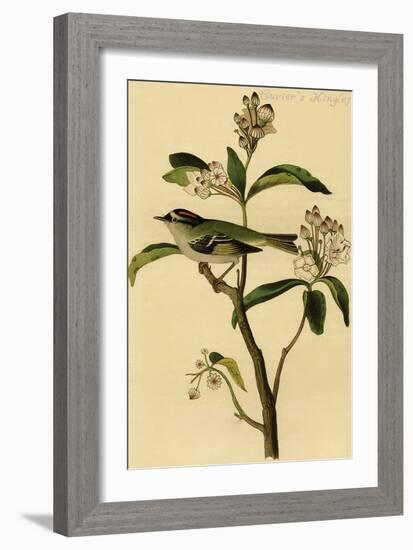 Cuvier's Kinglet-John James Audubon-Framed Art Print