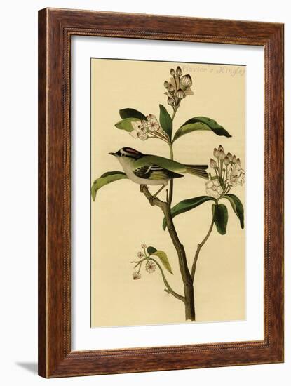 Cuvier's Kinglet-John James Audubon-Framed Art Print