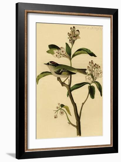 Cuvier's Kinglet-John James Audubon-Framed Art Print