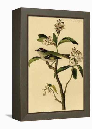 Cuvier's Kinglet-John James Audubon-Framed Stretched Canvas
