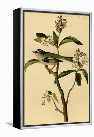 Cuvier's Kinglet-John James Audubon-Framed Stretched Canvas
