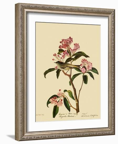 Cuvier's Kinglet-John James Audubon-Framed Giclee Print