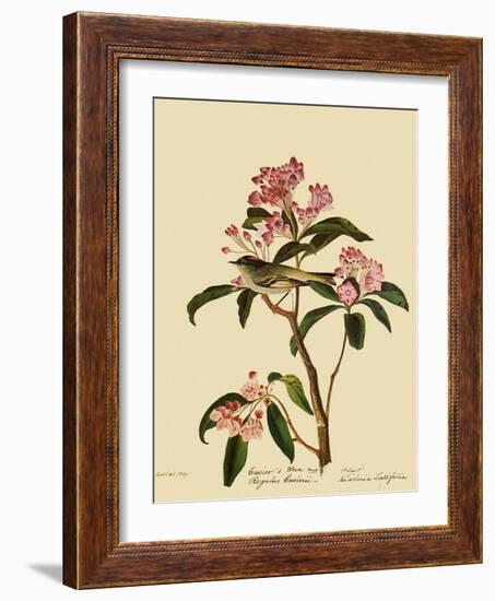 Cuvier's Kinglet-John James Audubon-Framed Giclee Print