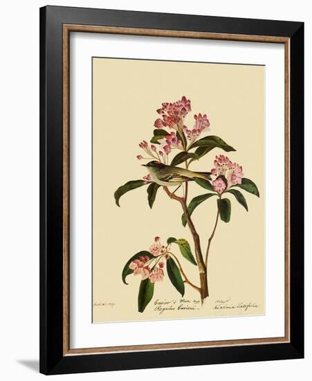 Cuvier's Kinglet-John James Audubon-Framed Giclee Print