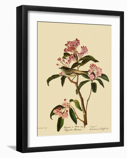 Cuvier's Kinglet-John James Audubon-Framed Giclee Print