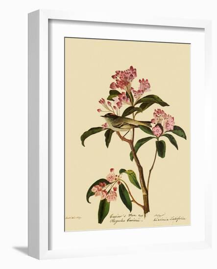 Cuvier's Kinglet-John James Audubon-Framed Giclee Print