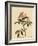 Cuvier's Kinglet-John James Audubon-Framed Giclee Print