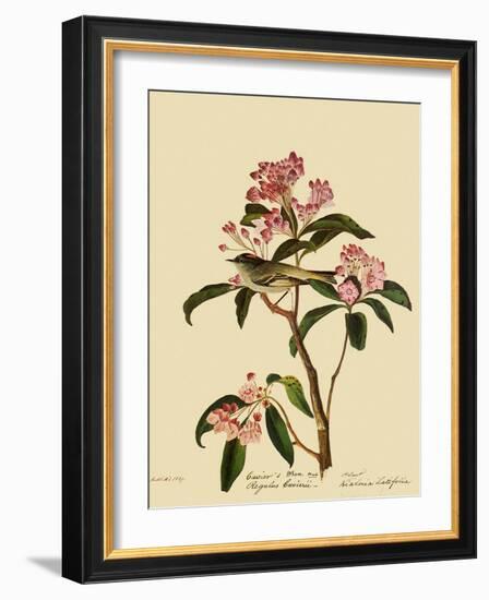 Cuvier's Kinglet-John James Audubon-Framed Giclee Print