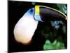 Cuviers Toucan, Amazon, Ecuador-Pete Oxford-Mounted Photographic Print