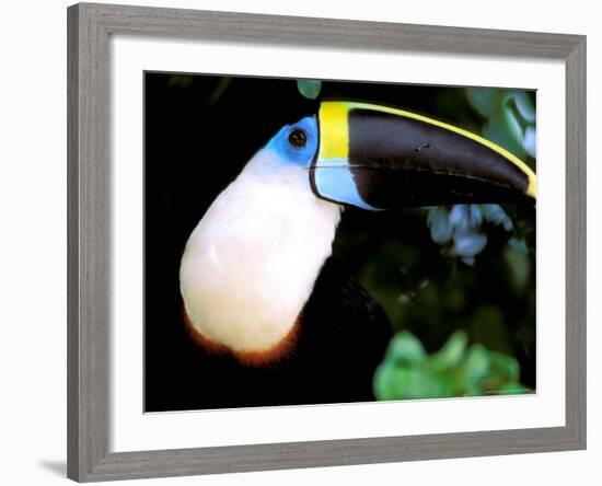 Cuviers Toucan, Amazon, Ecuador-Pete Oxford-Framed Photographic Print