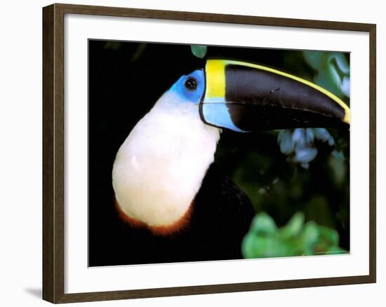 Cuviers Toucan, Amazon, Ecuador-Pete Oxford-Framed Photographic Print