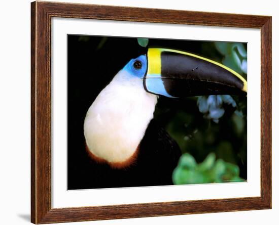 Cuviers Toucan, Amazon, Ecuador-Pete Oxford-Framed Photographic Print