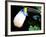 Cuviers Toucan, Amazon, Ecuador-Pete Oxford-Framed Photographic Print