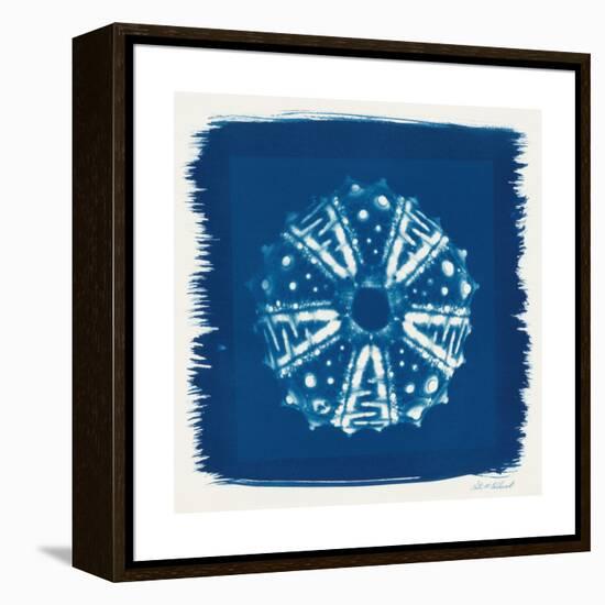 Cyan Blue Urchin-Christine Caldwell-Framed Stretched Canvas