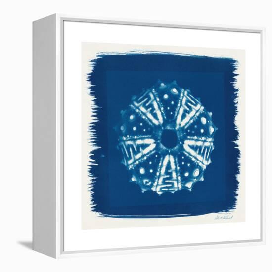 Cyan Blue Urchin-Christine Caldwell-Framed Stretched Canvas