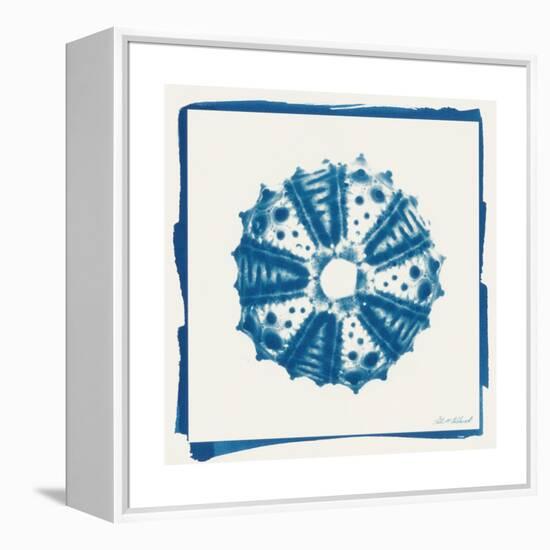 Cyan White Urchin-Christine Caldwell-Framed Stretched Canvas