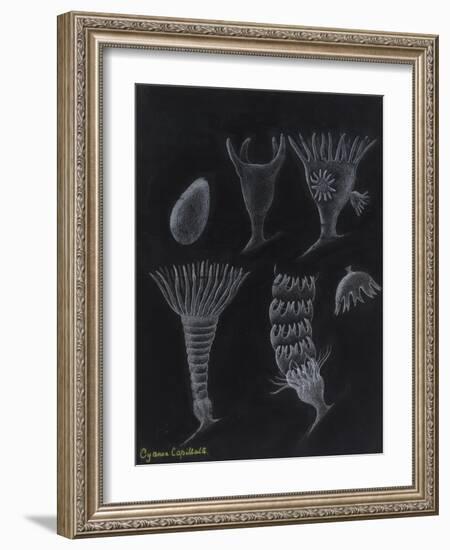 Cyanea Capillata: Lion's Mane Jellyfish-Philip Henry Gosse-Framed Giclee Print