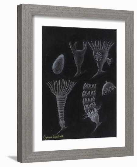 Cyanea Capillata: Lion's Mane Jellyfish-Philip Henry Gosse-Framed Giclee Print