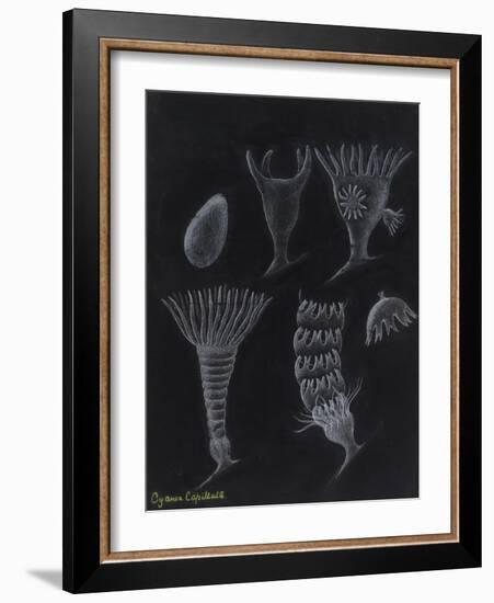 Cyanea Capillata: Lion's Mane Jellyfish-Philip Henry Gosse-Framed Giclee Print