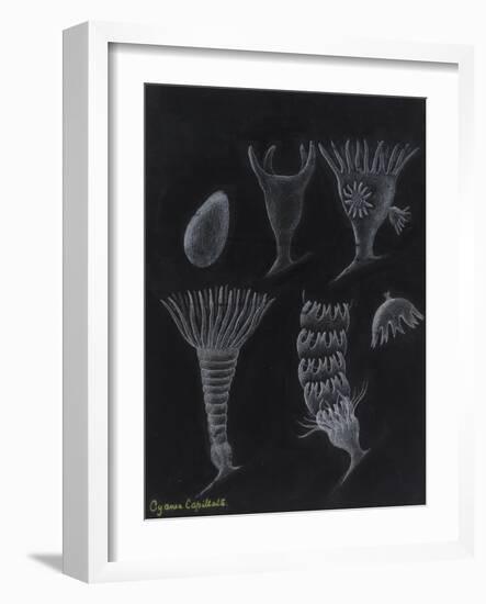 Cyanea Capillata: Lion's Mane Jellyfish-Philip Henry Gosse-Framed Giclee Print