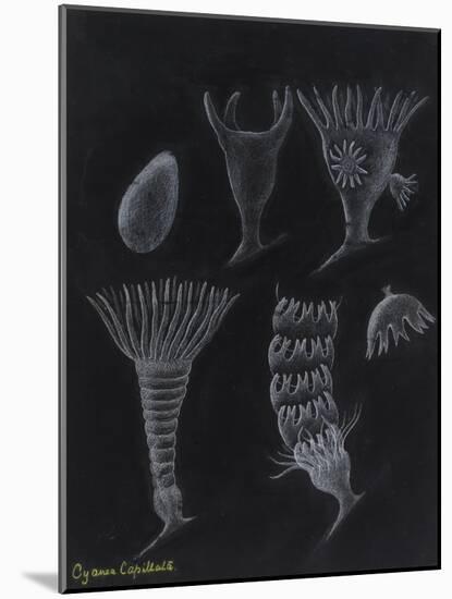 Cyanea Capillata: Lion's Mane Jellyfish-Philip Henry Gosse-Mounted Giclee Print