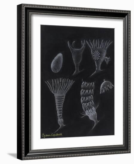 Cyanea Capillata: Lion's Mane Jellyfish-Philip Henry Gosse-Framed Giclee Print