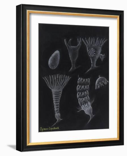 Cyanea Capillata: Lion's Mane Jellyfish-Philip Henry Gosse-Framed Giclee Print