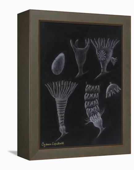 Cyanea Capillata: Lion's Mane Jellyfish-Philip Henry Gosse-Framed Premier Image Canvas