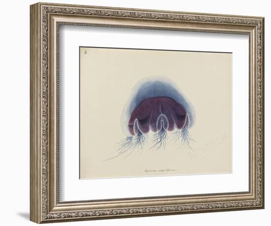 Cyanea Capillata: Lion's Mane Jellyfish-Philip Henry Gosse-Framed Giclee Print