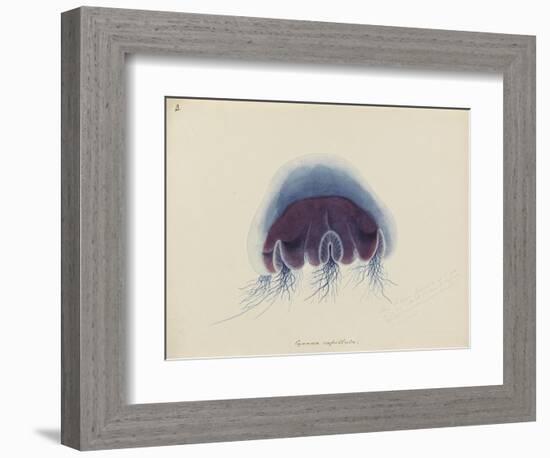 Cyanea Capillata: Lion's Mane Jellyfish-Philip Henry Gosse-Framed Giclee Print