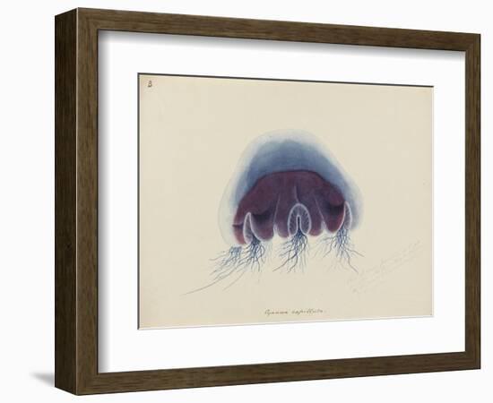 Cyanea Capillata: Lion's Mane Jellyfish-Philip Henry Gosse-Framed Giclee Print