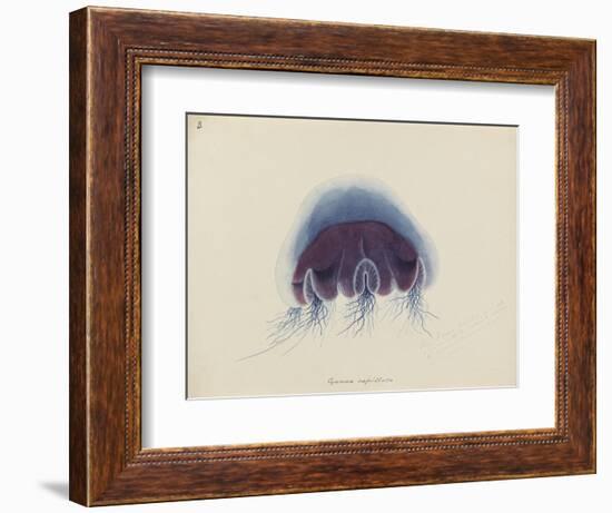 Cyanea Capillata: Lion's Mane Jellyfish-Philip Henry Gosse-Framed Giclee Print