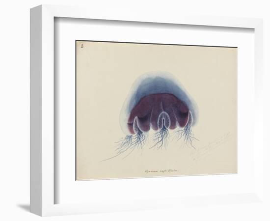 Cyanea Capillata: Lion's Mane Jellyfish-Philip Henry Gosse-Framed Giclee Print