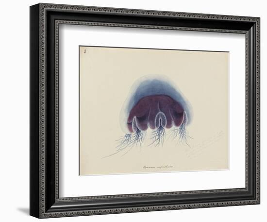 Cyanea Capillata: Lion's Mane Jellyfish-Philip Henry Gosse-Framed Giclee Print